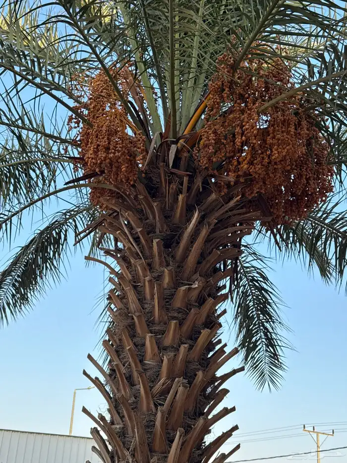 نخل طيبه وتمر طيب 0