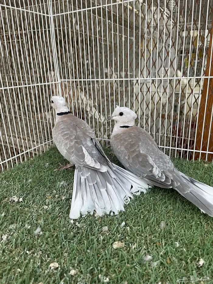 ياكريم اقرزل 0