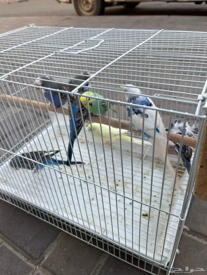 طيور بادجي 3