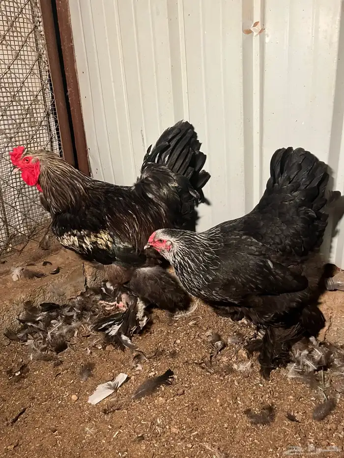 ديك ودجاجة براهما 3