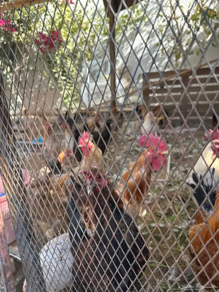 دجاج بلدي ودجاج براهما كلومبي وشبوك دجاج 3 2 وخزان ماء 0