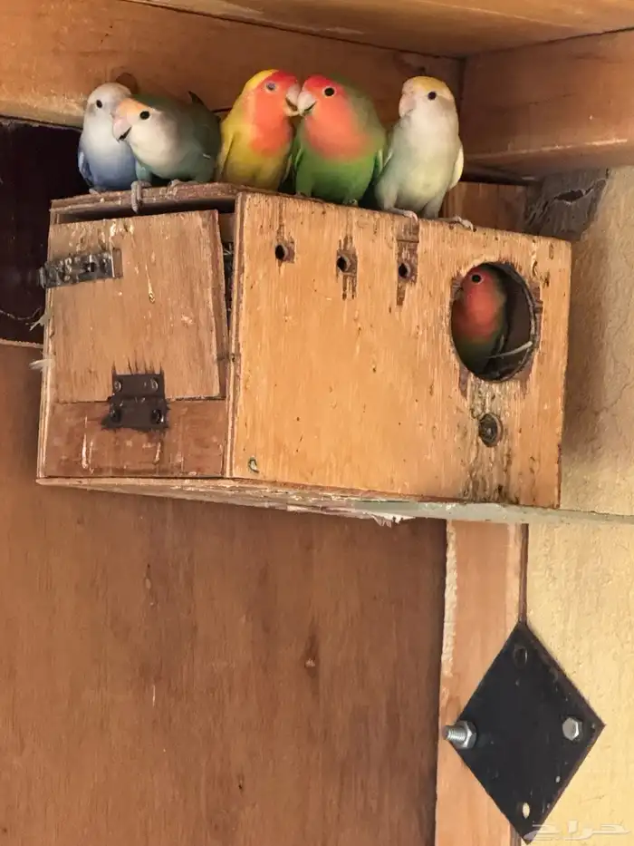 ازوج روزمنتجه 10