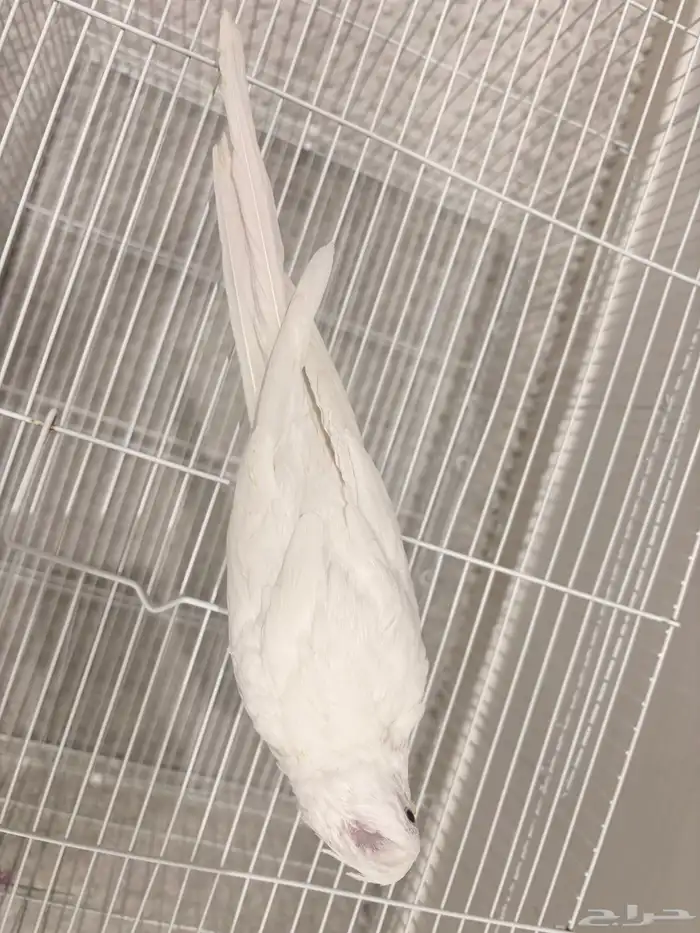 فرخ كروان اللبينو نهاية غر هدد نشبه 3