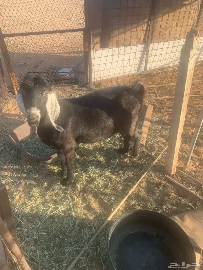 معزاء دفيع 0