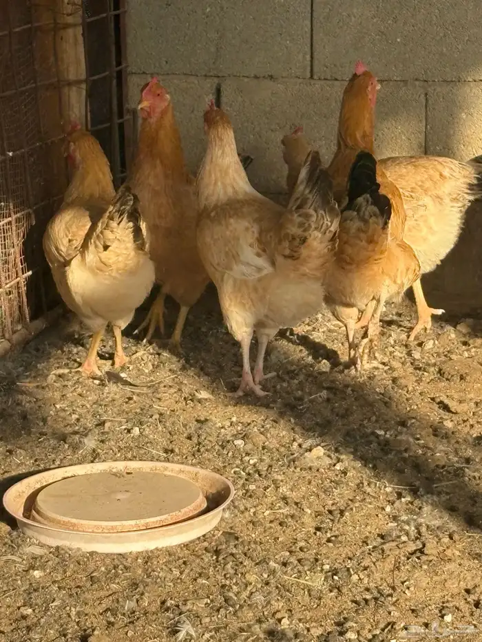 دجاج فرنسي بياض جروم 5