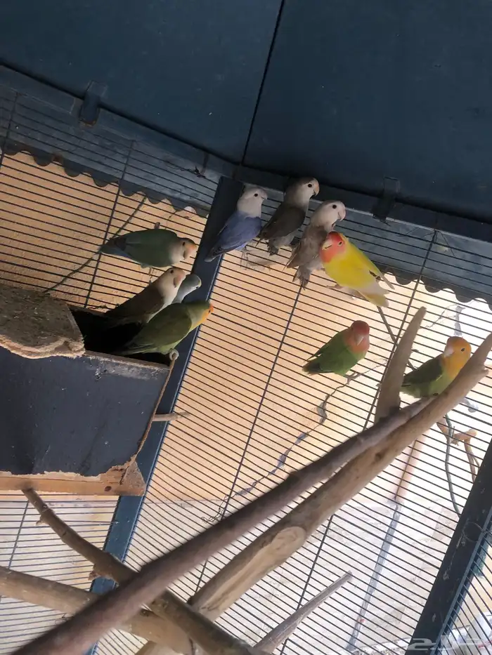 طيور روز للبيع 0