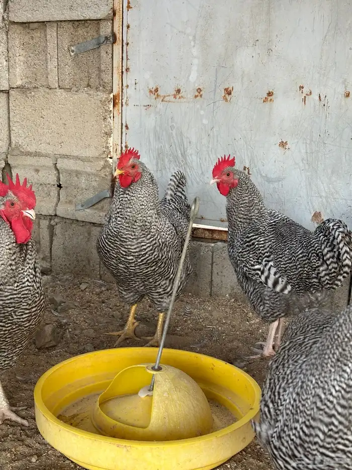 ديوك امروك صافي شرط 1