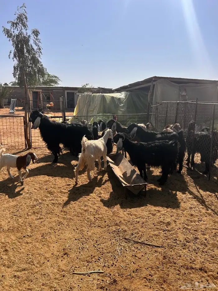 معزا مراح للبيع 2