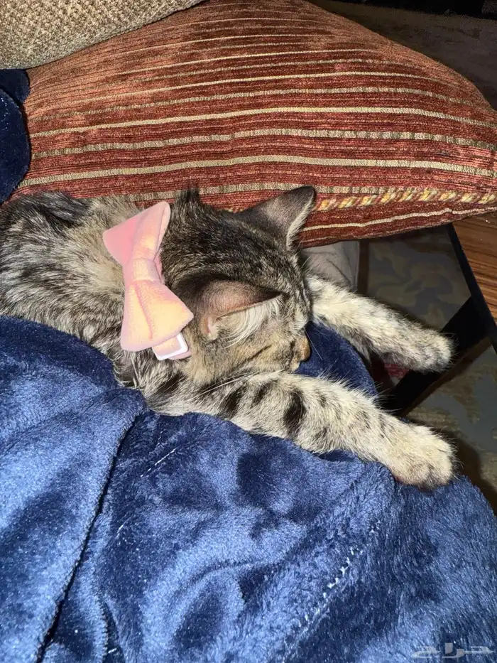 قطة للتبني في عمر 8 شهور 1