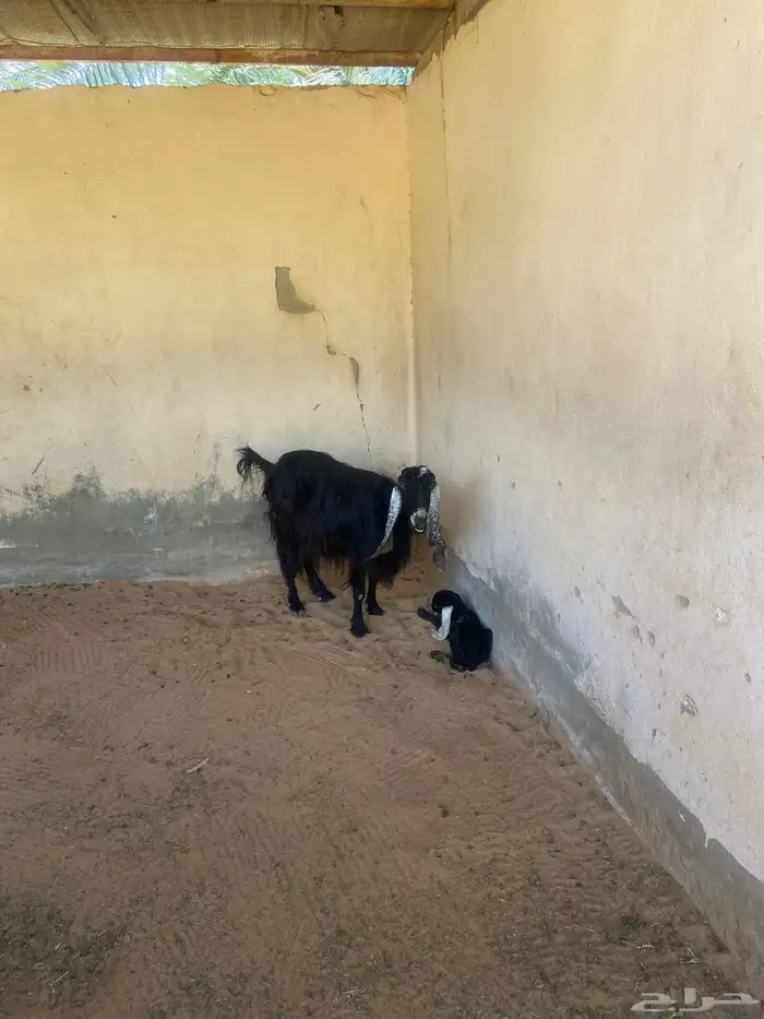 عنز والد للبيع 0