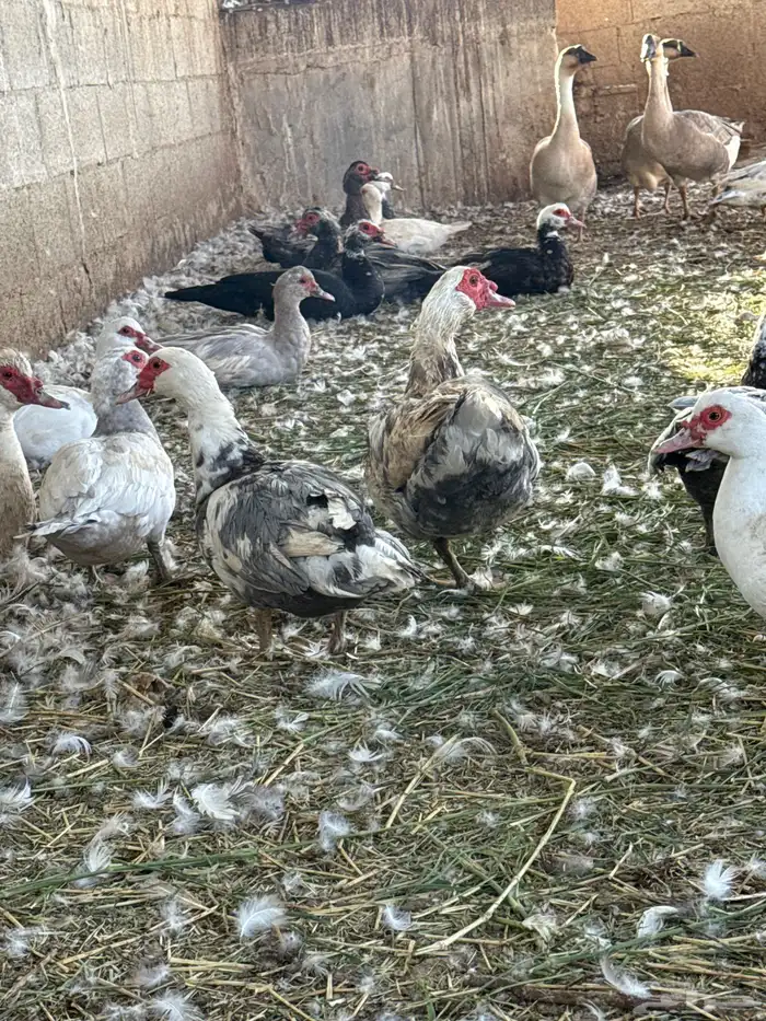 بط مصري بح 1