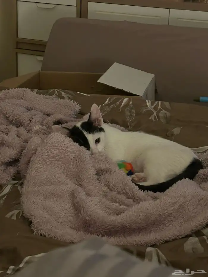 أنقذوني من الشارع 2