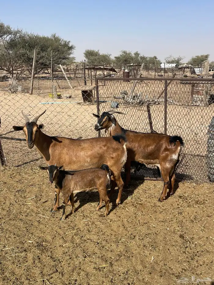 معزا دهم لون صيد 1