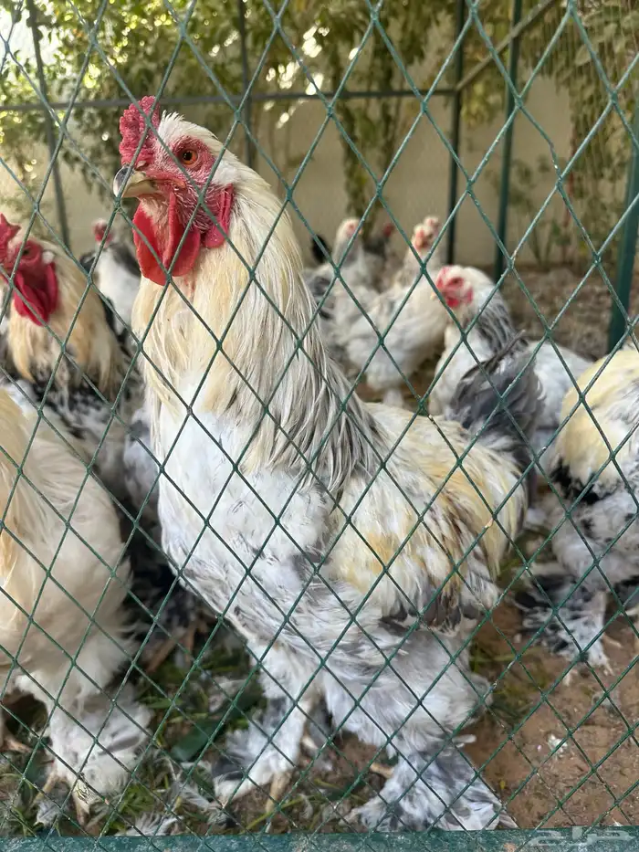 دجاج بلدي ودجاج براهما كلومبي وشبوك دجاج 3 2 وخزان ماء 5