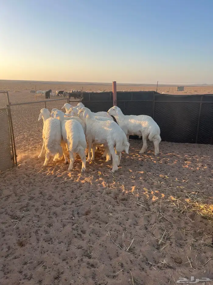 بهم جبر ناهي فل شحم وطراف كفوو 3