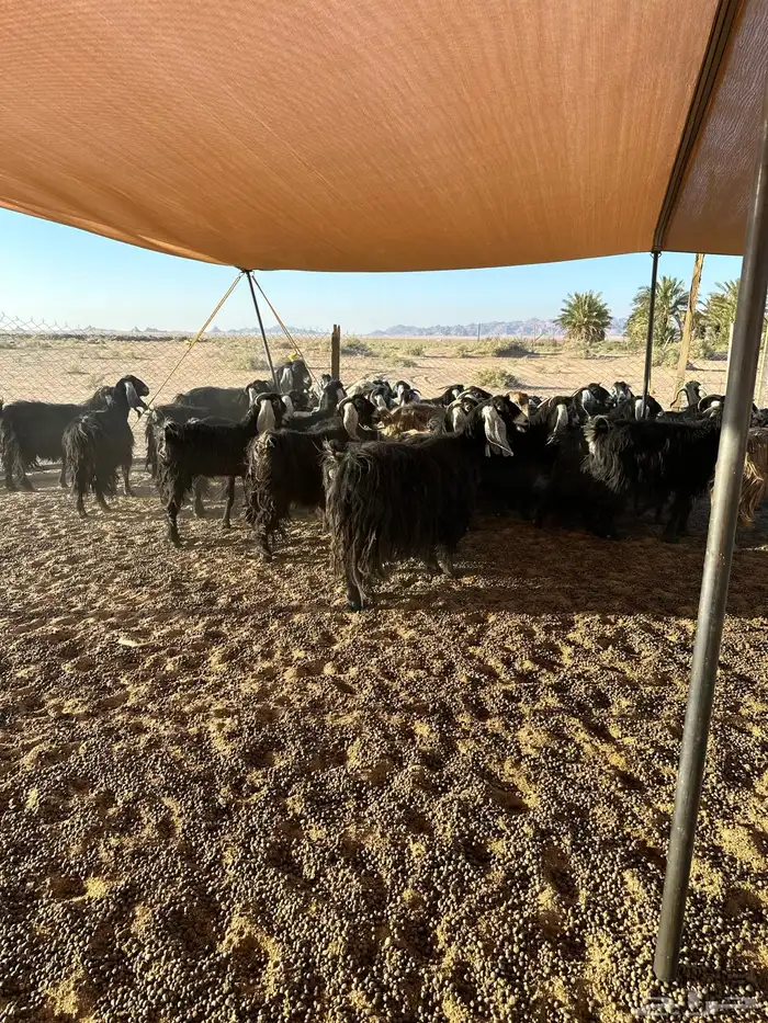 مراح معزاء للبيع 0