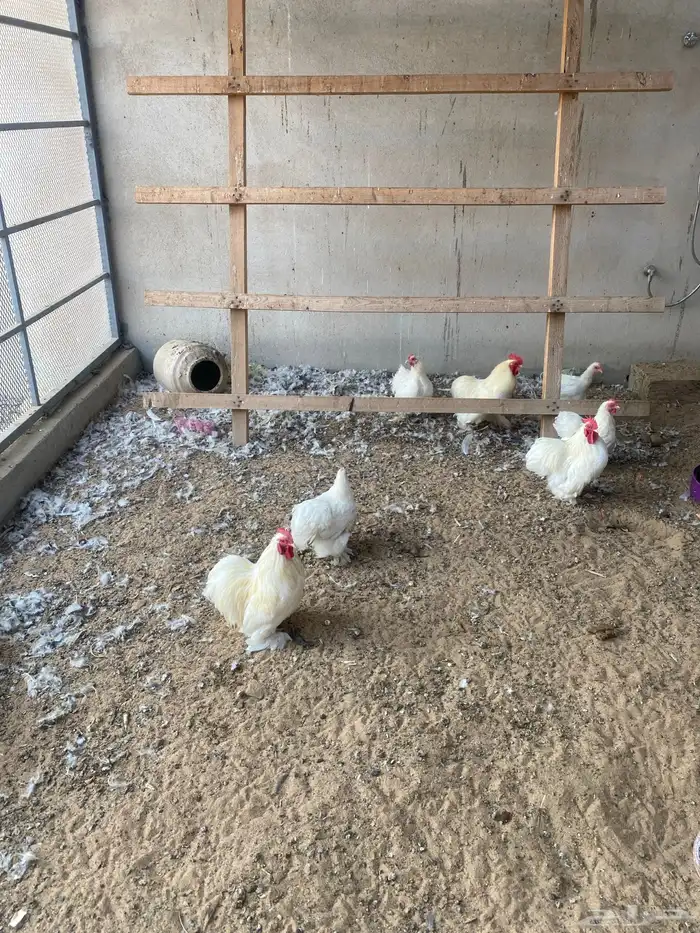 دجاج كوشن ثلاث أطقم البيع ل اعلى سعر 1