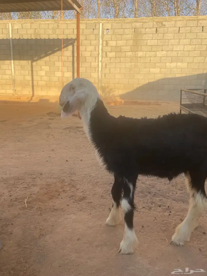 خروف نجدي 0