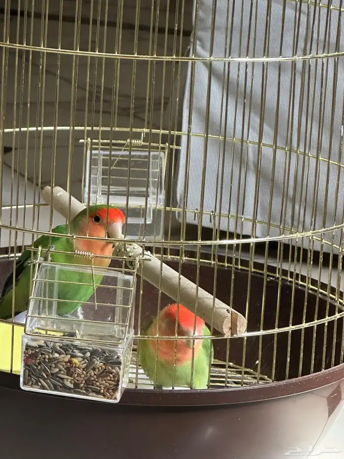 طيور روز للبيع 4