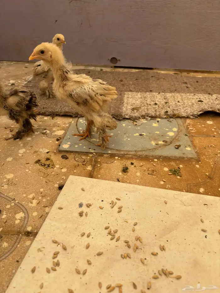 دجاج براهما للبيع 3