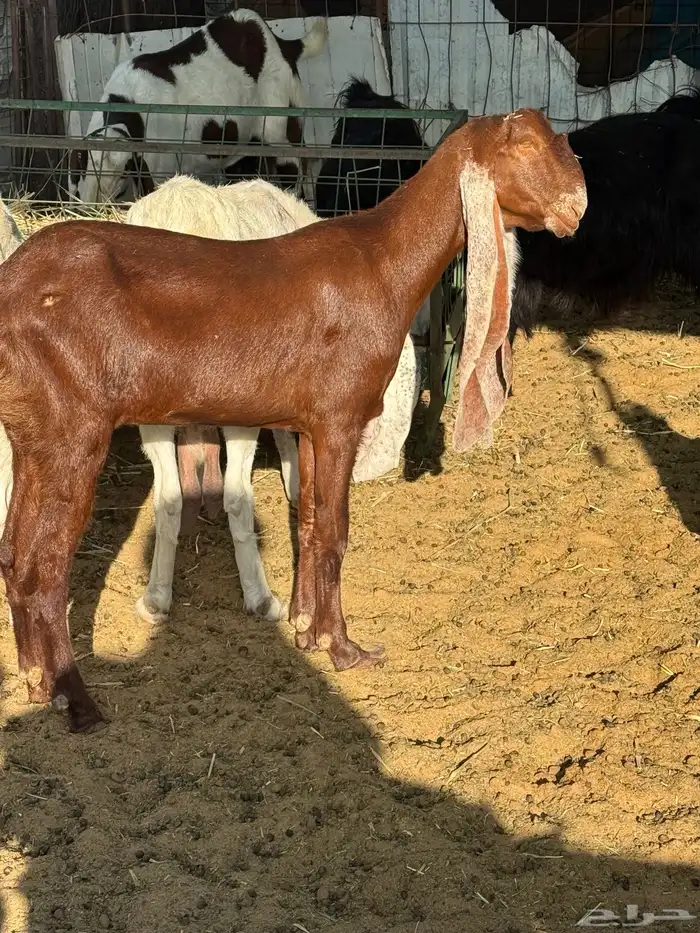 معزا هولنديه مطور صنف 3