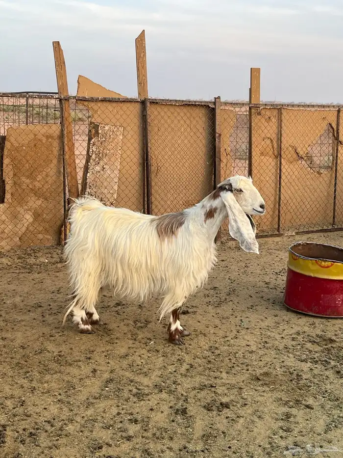 للبيع عنز مضرع 0