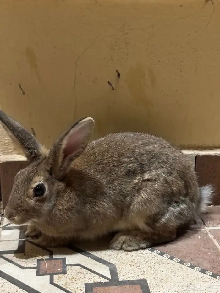 أرانب بلدي 1