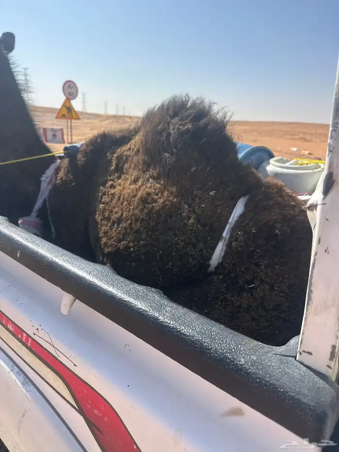 قعود العمر 8 شهور 0