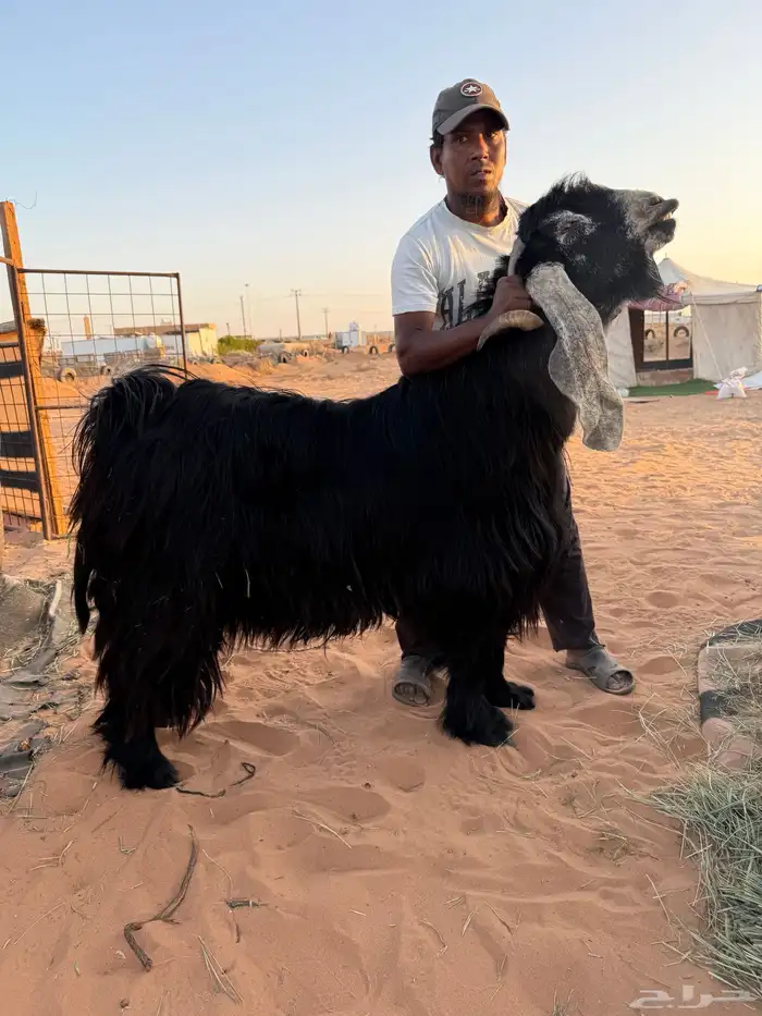 تيس فحل عارضي 4