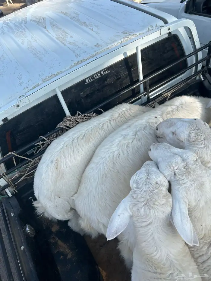 خرفان حريات اعمار من6شهور 4