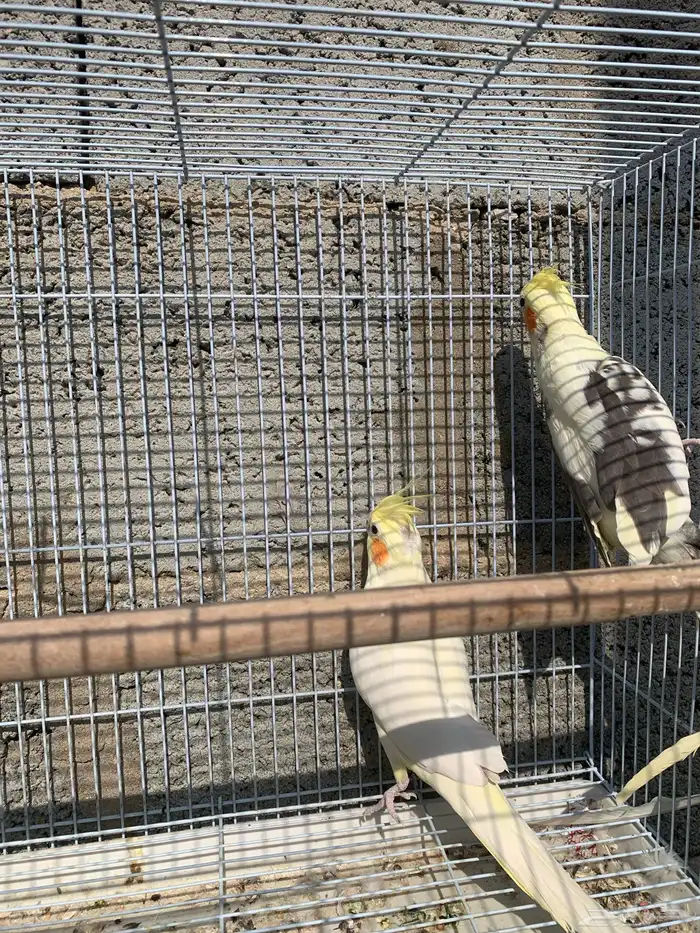 كروان أو كوكتيل للبيع 5