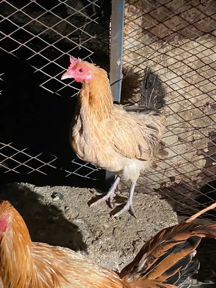 دجاج بلدي بياض وحضان شرط 4