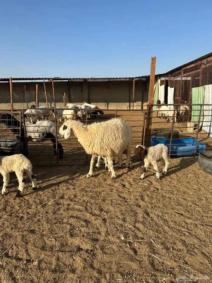 مطافيل انعيم طيبه اللبيع 3