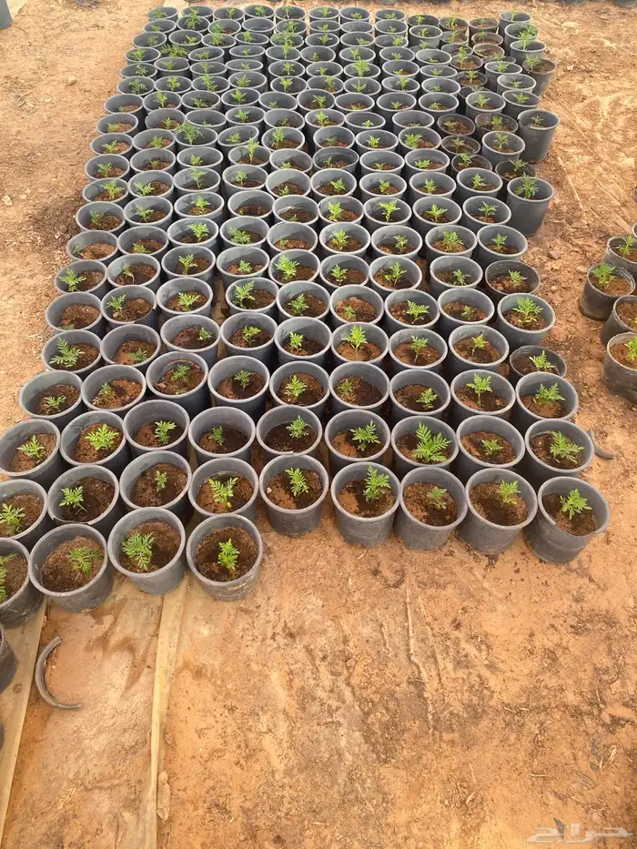 زهور ماري جولد وبيتونيا 1