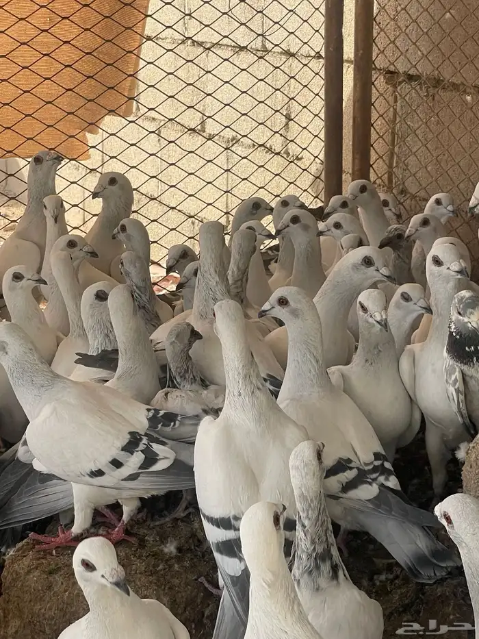 حمام شفرات شامي 5