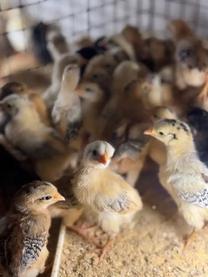 صوص دجاج بلدي فآخر تم البيع تم البيع 2