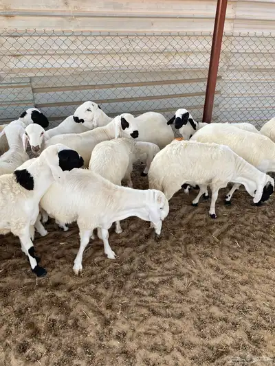 سواكن مرابي خمس شهور على شعير وذرة فاخر index