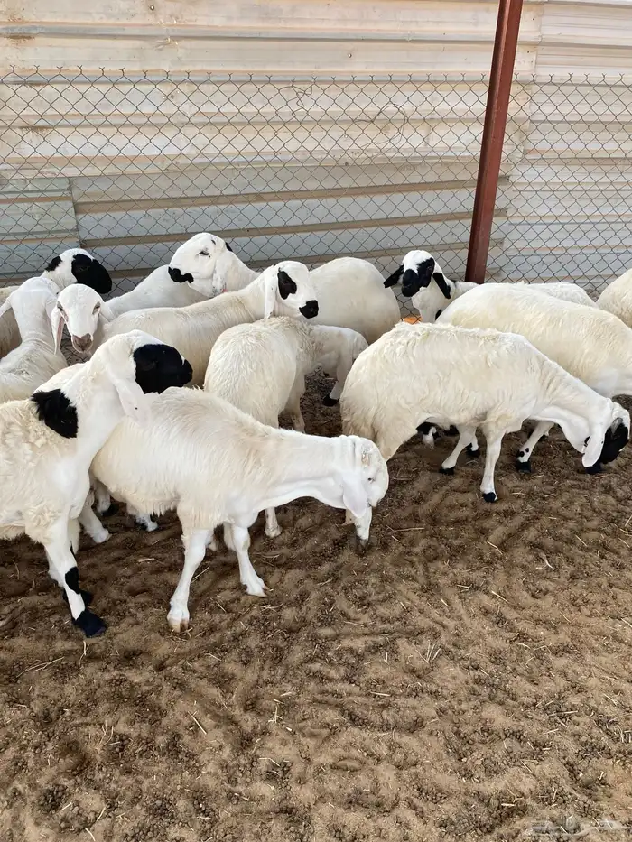 سواكن مرابي خمس شهور على شعير وذرة فاخر 0