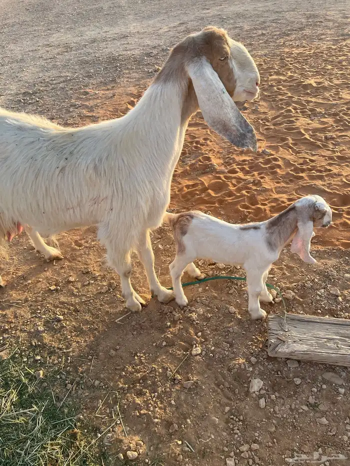 معزا متابيع 14