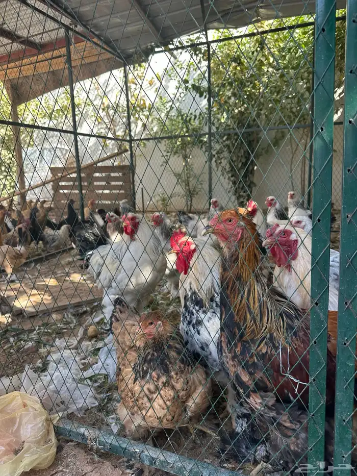 دجاج بلدي ودجاج براهما كلومبي وشبوك دجاج 3 2 وخزان ماء 9