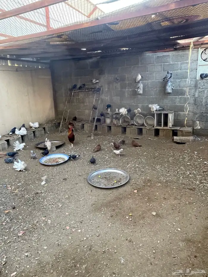 دجاج وحمام 3