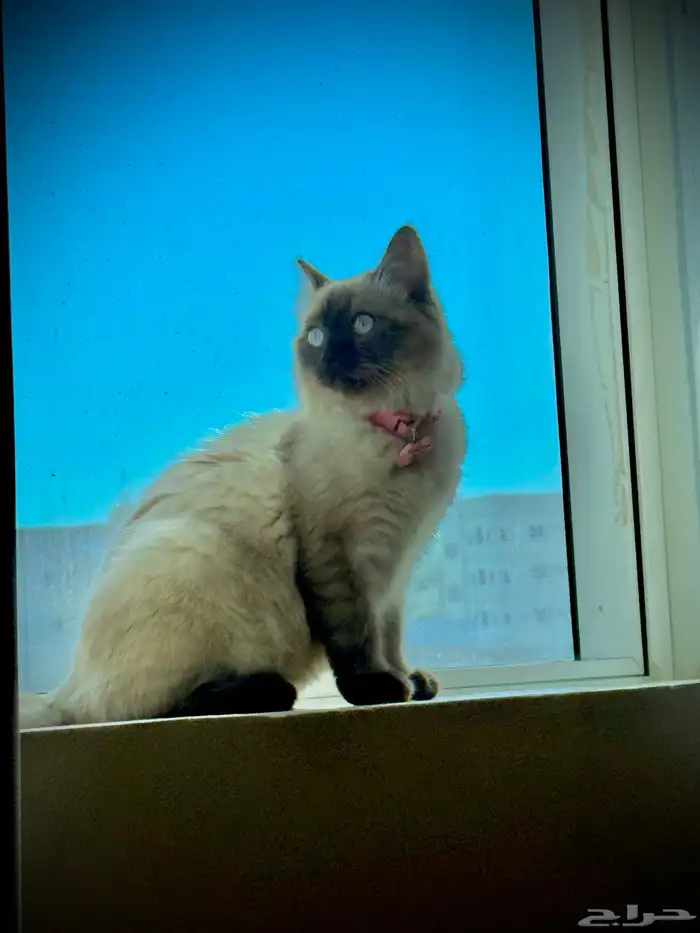 قطة هملايا للتبني 1