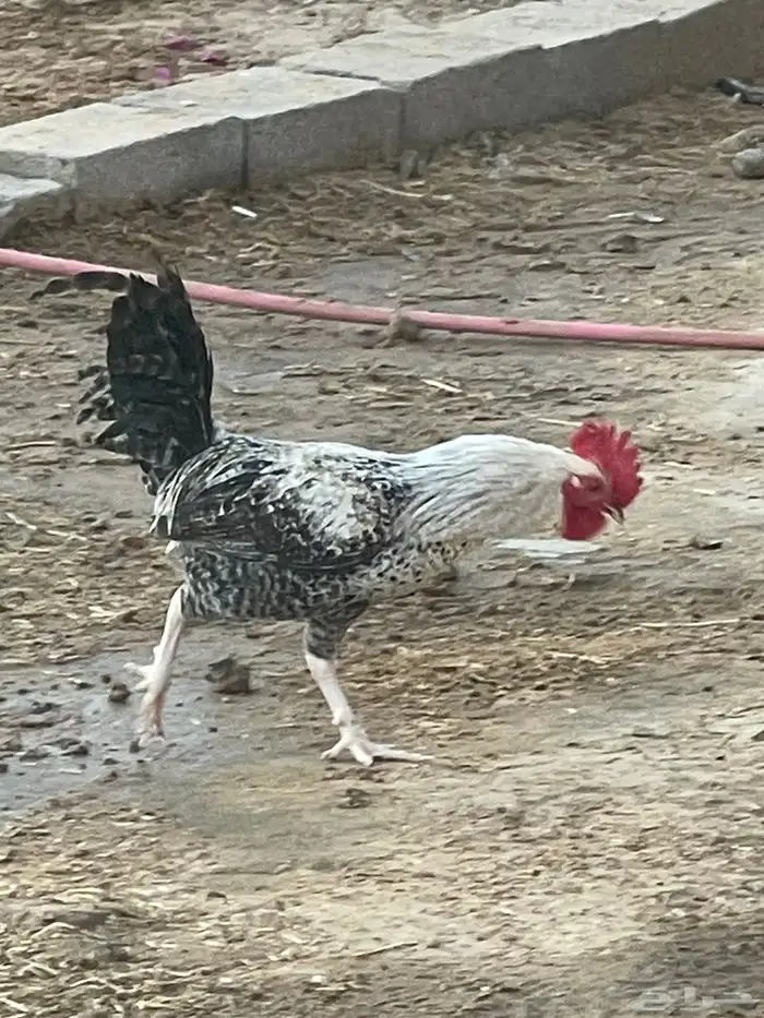 ديوك فيومي وبلدي 6