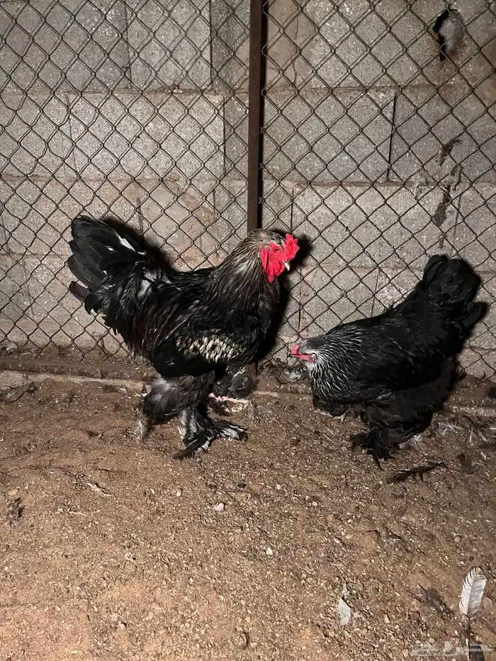 ديك ودجاجة براهما 2