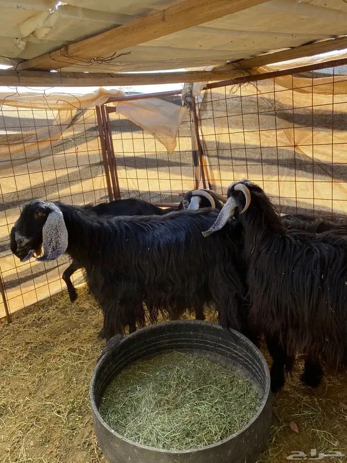 معزا حبشيات اصيله جروم(( تم البيع)) 5