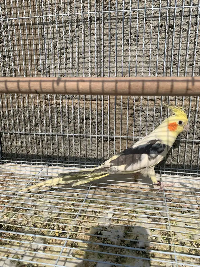 كروان أو كوكتيل للبيع 3