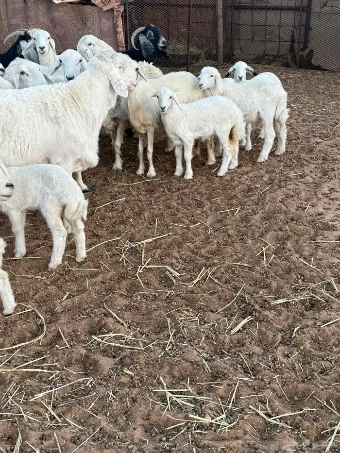 بهم تربيه أغلبها طليان الموقع عفيف 1