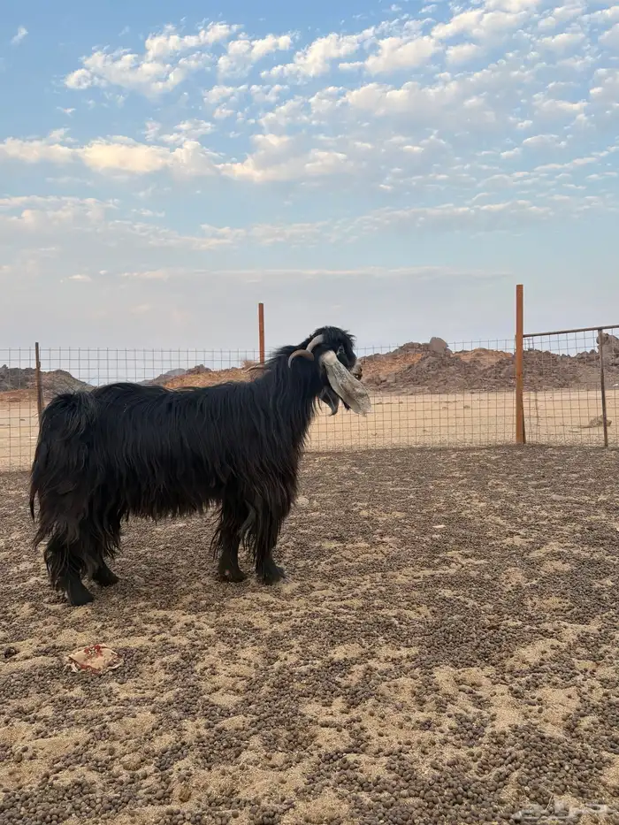 فحل عارضي للبيع 0