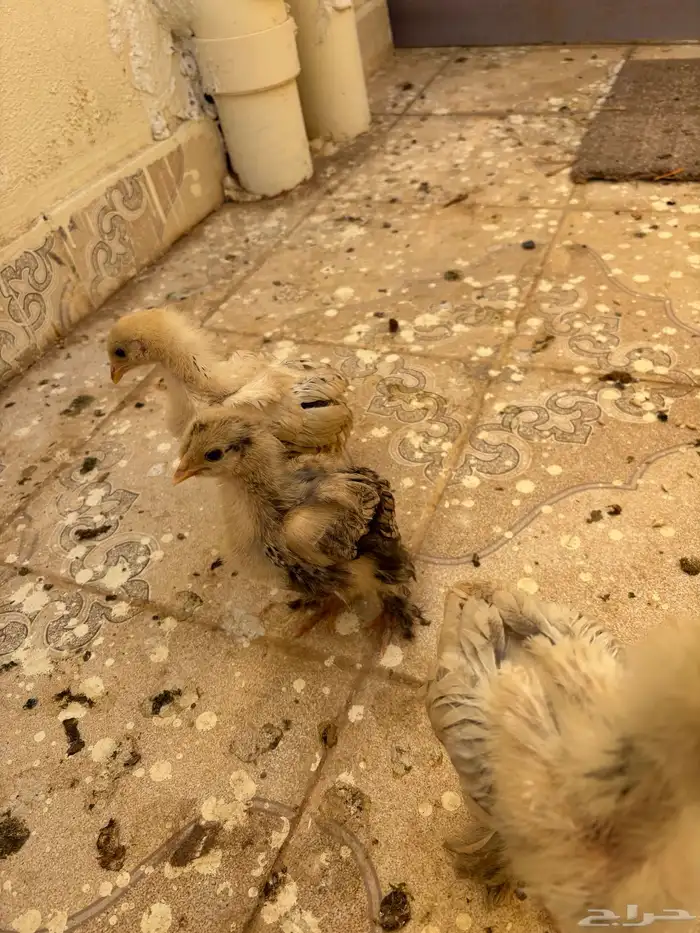 دجاج براهما للبيع 0