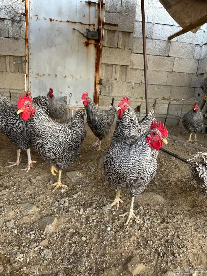 ديوك امروك صافي شرط 7